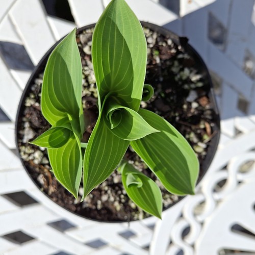 Hosta blue cadet - hosta, cadet'