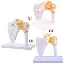 Functional Anatomical Life Size Human Anatomy Skeleton Shoulder Joint Bone Muscl