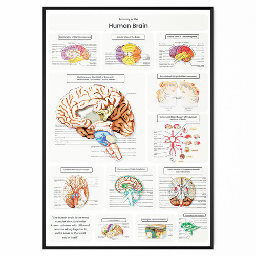 Human brain anatomy poster - anatomy,