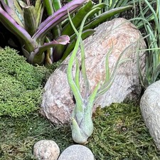 Tillandsia CAPUT-MEDUSAE Air plant live indoor house plant 8-10cm