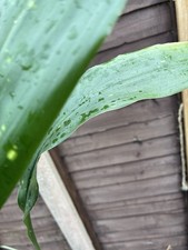 Aspidistra 'Xitou Starlet'