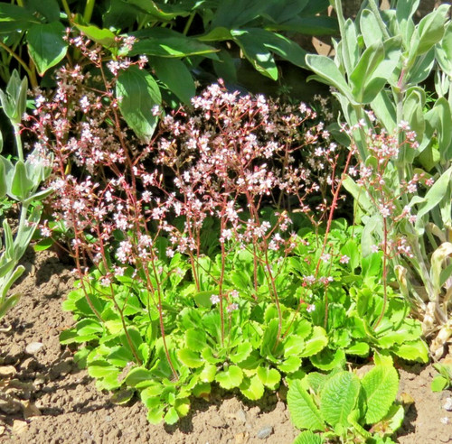 Saxifraga london pride - london,