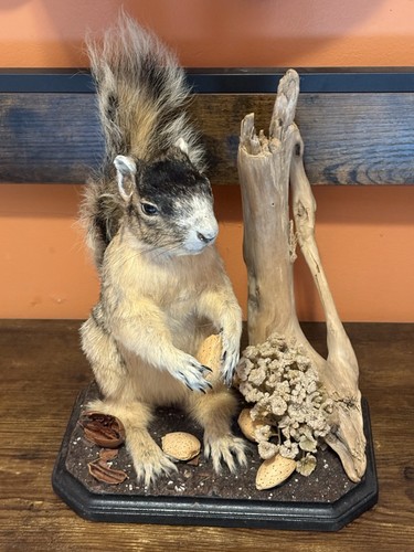 Taxidermy old man squirrel - old,