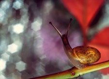 Sony E Fit Industar 61 L/Z