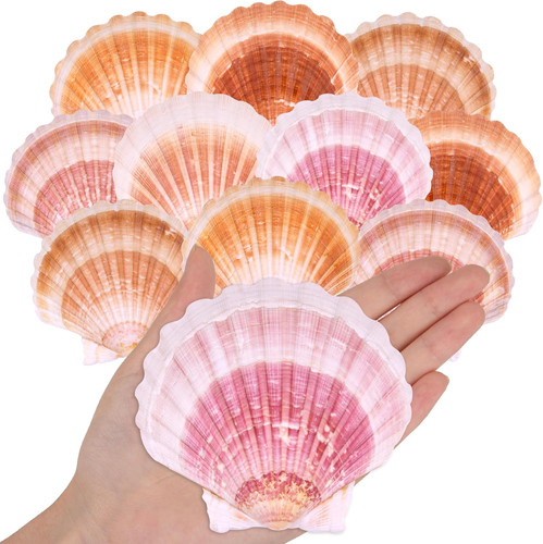 10pcs large natural - 10pcs, scallop