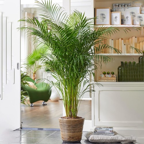 Areca palm large indoor house - palm,