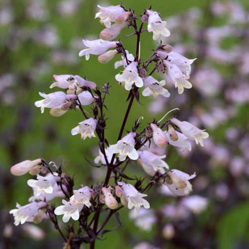 Penstemon onyx and pearls - penstemon,