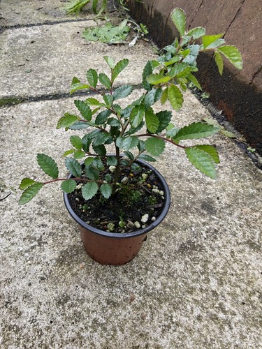 Chinese elm ulmus - elm, parvifolia