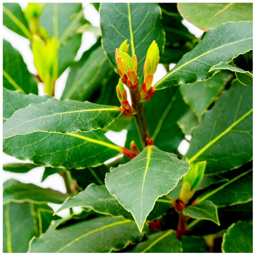 Laurus nobilis bay - bay, in