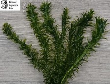 10 x Oxygenating Live Plant -