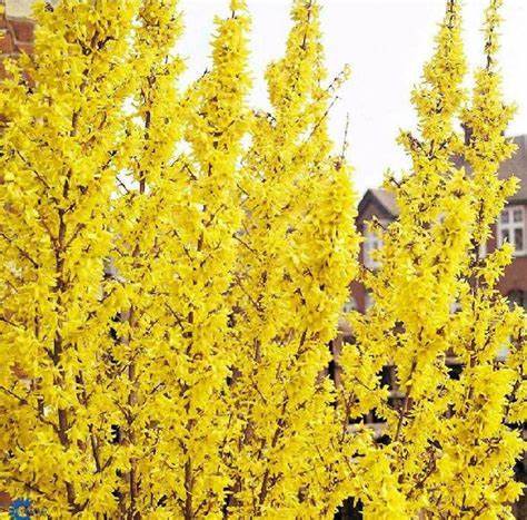 Forsythia weekend - forsythia, 'weekend'