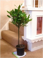 Hardy Fragrant Laurus Nobilis Sweet Bay Tree in Pot Indoor Outdoor Garden Plant