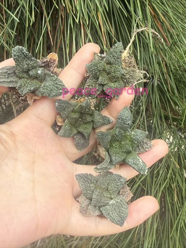 5pcs ariocarpus godzilla - ariocarpus, 'godzilla'