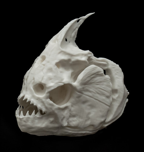Red bellied piranha skull - piranha,