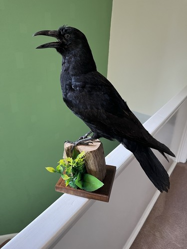 Taxidermy crow this not - crow.this, a