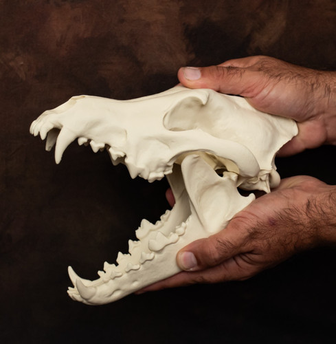 Wolf skull replica life size - wolf,