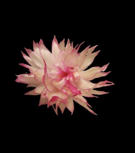 Schlumbergera double flowers - schlumbergera,