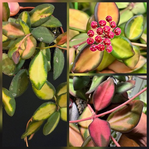 Hoya burtoniae variegata 1x - burtoniae,
