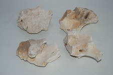 Aquarium Natural Coral Cichlid