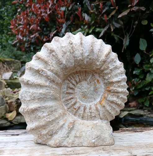 Large fossil ammonite - large,