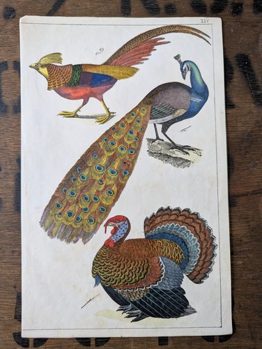 1857 antique peacock print - antique,