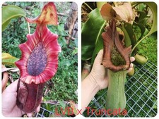 Nepenthes LVB x truncata, rare