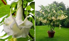 Angel’s trumpet Brugmansia arborea double white  10 seeds +FREE PLANT LABEL