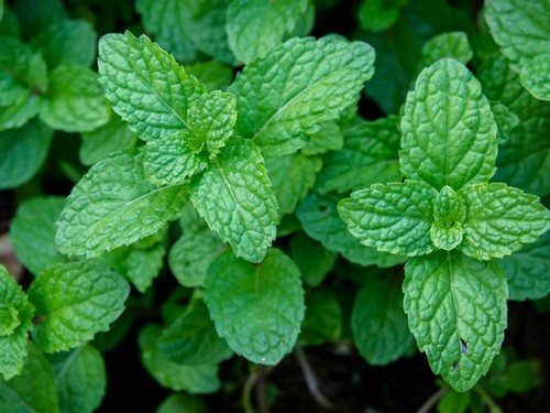 Mint herb xxl large - large, plug