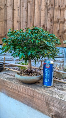 Kiyohime japanese maple bonsai - kiyohime,