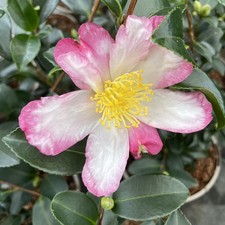 Camellia sasanqua Rainbow | 2 Litre Pot  | White/Pink Bicolor | Autumn Flowering