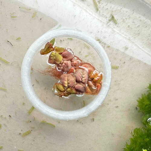 Red root floater - floater, live