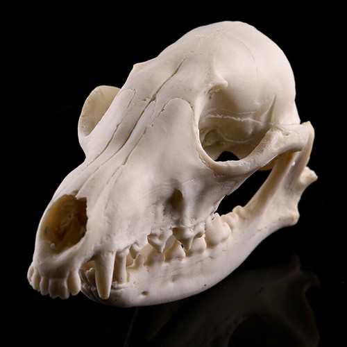 Animal skull red fox - skull,