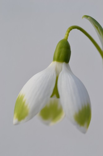 Galanthus chantry cracker - galanthus,