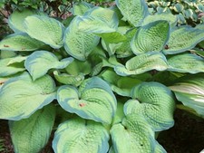 Hosta Inniswood (Pot Grown Sent Out Ex Pots)