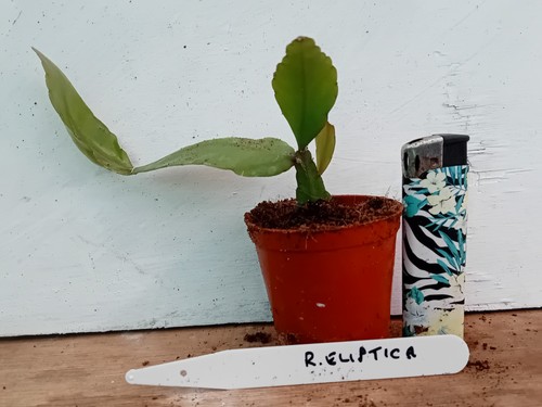 Epiphyllum rhipsalis eliptica - epiphyllum,