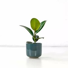 Rubber Plant (Ficus Elastica)
