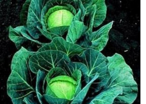 Cabbage ballhead - cabbage,