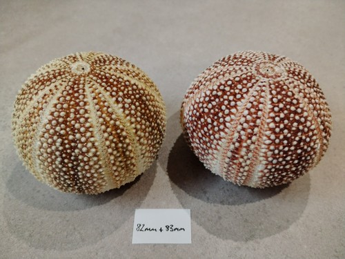 Large scottish sea urchins - scottish,