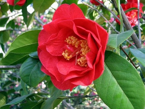 Camellia adolf auddusen - camellia, auddusen'
