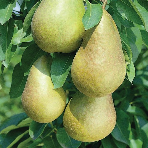 Mini fruit tree - t&m,