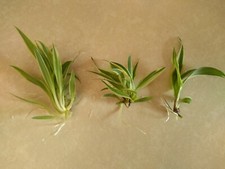 * Five * Spider Plant Cuttings