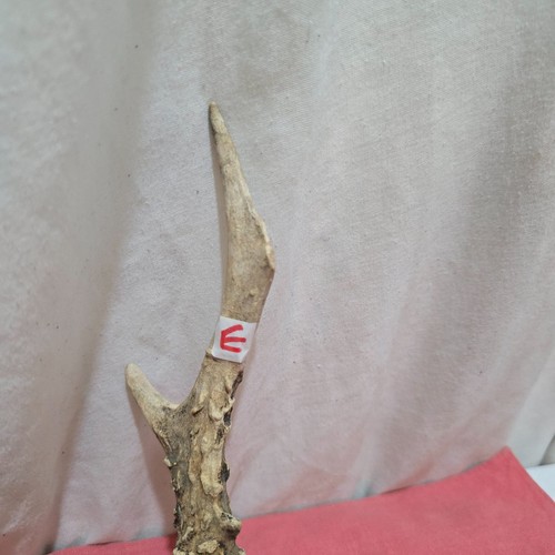 Deer roe antler thumbstick - /roe/,
