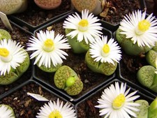 LITHOPS "Living Stones" SEEDS 10 X 30 Grain - Germ Tested