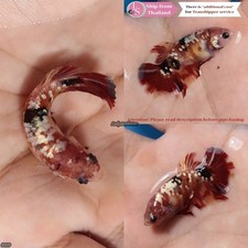Live Tropical Betta Fish (Thailand) -- Galaxy Nemo Halfmoon Plakat Female