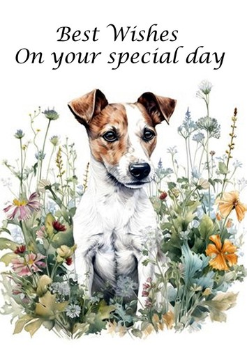 Jack russell terrier - jack, dog