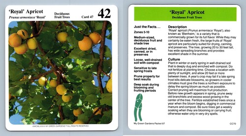 Royal apricot 47 - apricot, #47