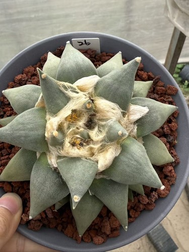 Ariocarpus retusus scheidw - ariocarpus,