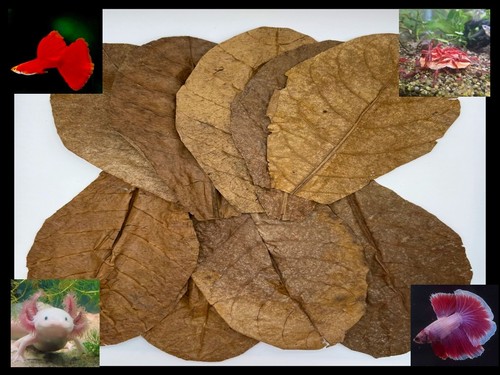 Indian almond leaves - indian, (large)