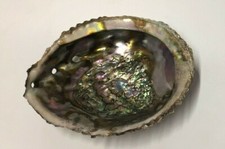 LARGE NATURAL PAUA SHELL ~