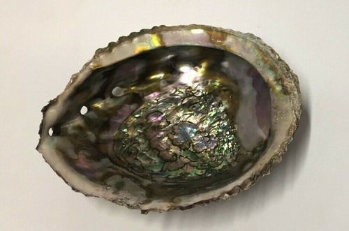 Large natural paua - large, shell